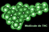 mol&eacute;cule du Tetra Hydro Cannabinol